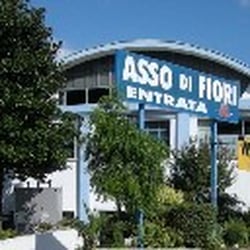 Asso Di Fiori