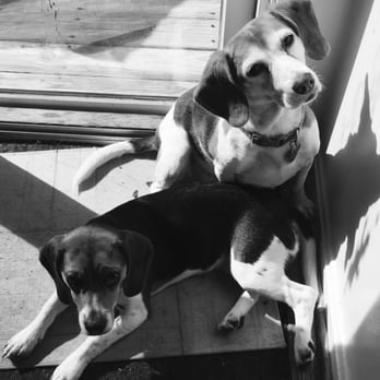 Mutt On The Move - Meara and Hope - Dog Walkers Near Me