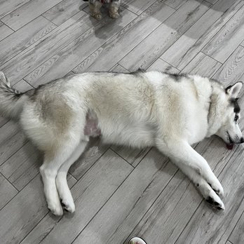 5 Star Pet Grooming - Even while he is laying down you could see how bad this guy chop his hair off. - Pet Groomers Near Me - Saint Cloud, Florida