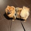 ClipArt Dog Grooming gift card