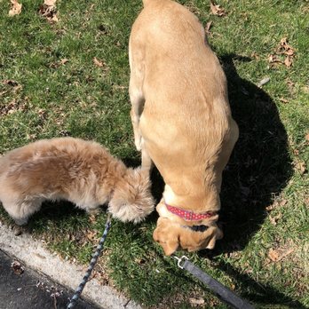 Goat Dog Camp - Our pups! - Pet Sitting Near Me Goat Dog Camp - Our pups! - Pet Sitting Near Me