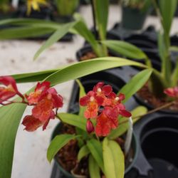 Rainbeau Orchids - Orchid