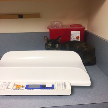 Acoaxet Veterinary Clinic - My cat waiting to see Dr. She looks scared now, but was so good! We love this vet! - Veterinarians Near Me - Westport, Massachusetts Acoaxet Veterinary Clinic - My cat waiting to see Dr. She looks scared now, but was so good! We love this vet! - Veterinarians Near Me - Westport, Massachusetts