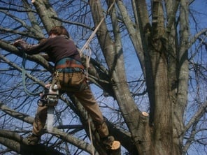Berryman Tree Services Huntsville