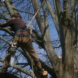 Berryman Tree Service