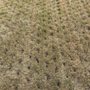 Photo of Kings Aeration