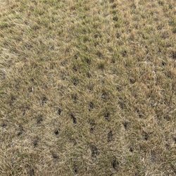 Kings Aeration