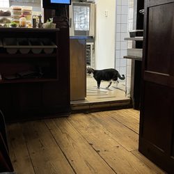 De Reiger - The restaurant cat!!