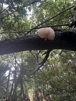 Cenote Tortuga by null