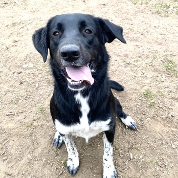 Pet Pampering Plus - Dog Walkers Near Me - Flower Mound, Texas