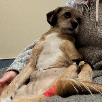 MarQueen Pet Emergency and Specialty Group - Veterinarians Near Me - Upland, California