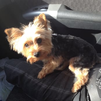 Karabu Pet Grooming - My Yorkie - Pet Groomers Near Me - Tucson, Arizona