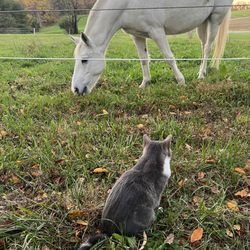 The Inn at Westwynd Farm - Outside barn animals