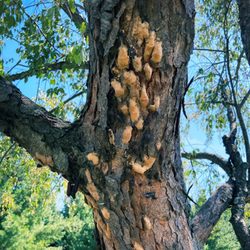 LCS Lawn & Tree Service - Wisconsin DNR suggested to be on lookout for this disease