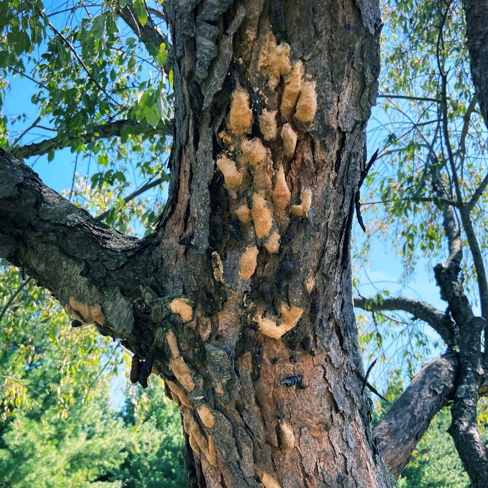 LCS Lawn & Tree Service - tree service in Maplewood, MN