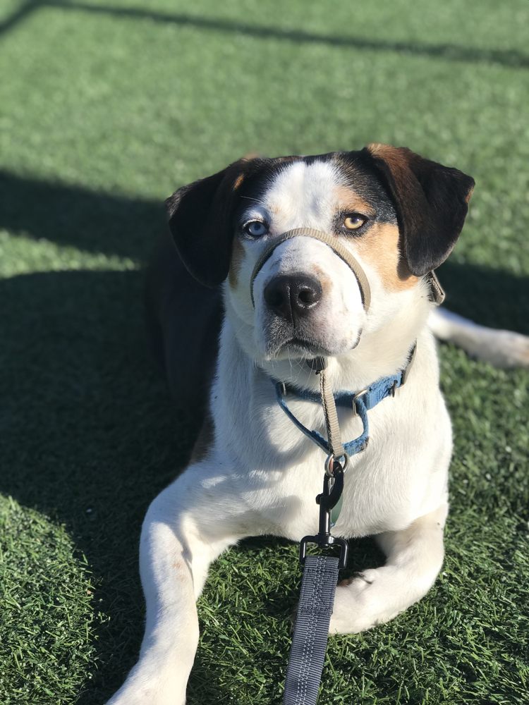 THE CHARISMATIC CANINE Updated October 2024 Weymouth, Massachusetts