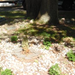 The Yew in the Center is from Wilson Brothers being eaten by critters. All other yews are fine ! The Yew in the Center is from Wilson Brothers being eaten by critters. All other yews are fine !