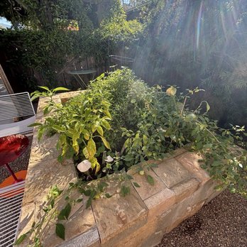Ojai Roots - Some vegetables growing - Juice Bars & Smoothies Near Me - Ojai, California Ojai Roots - Some vegetables growing - Juice Bars & Smoothies Near Me - Ojai, California