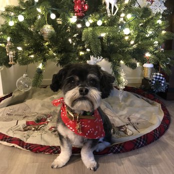 Fur Babies Pet Salon - Cut down with teddy bear face - Pet Groomers Near Me - Apple Valley, California