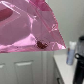 Addison At Wyndham - Roach in bag because pest control asked us to save the roaches (Laughable) - Apartments Near Me - Glen Allen, Virginia Addison At Wyndham - Roach in bag because pest control asked us to save the roaches (Laughable) - Apartments Near Me - Glen Allen, Virginia