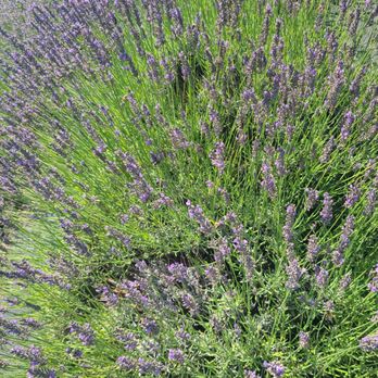 Lavender by the Bay - In bloom - Pick Your Own Farms Near Me - East Marion, New York Lavender by the Bay - In bloom - Pick Your Own Farms Near Me - East Marion, New York