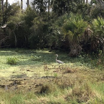 Orlando Wetlands - Bird - Parks Near Me - Christmas, Florida
