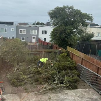 Guzman Landscaping - Day 2 - Chopping off the big tree - Landscaping Near Me - San Pablo, California