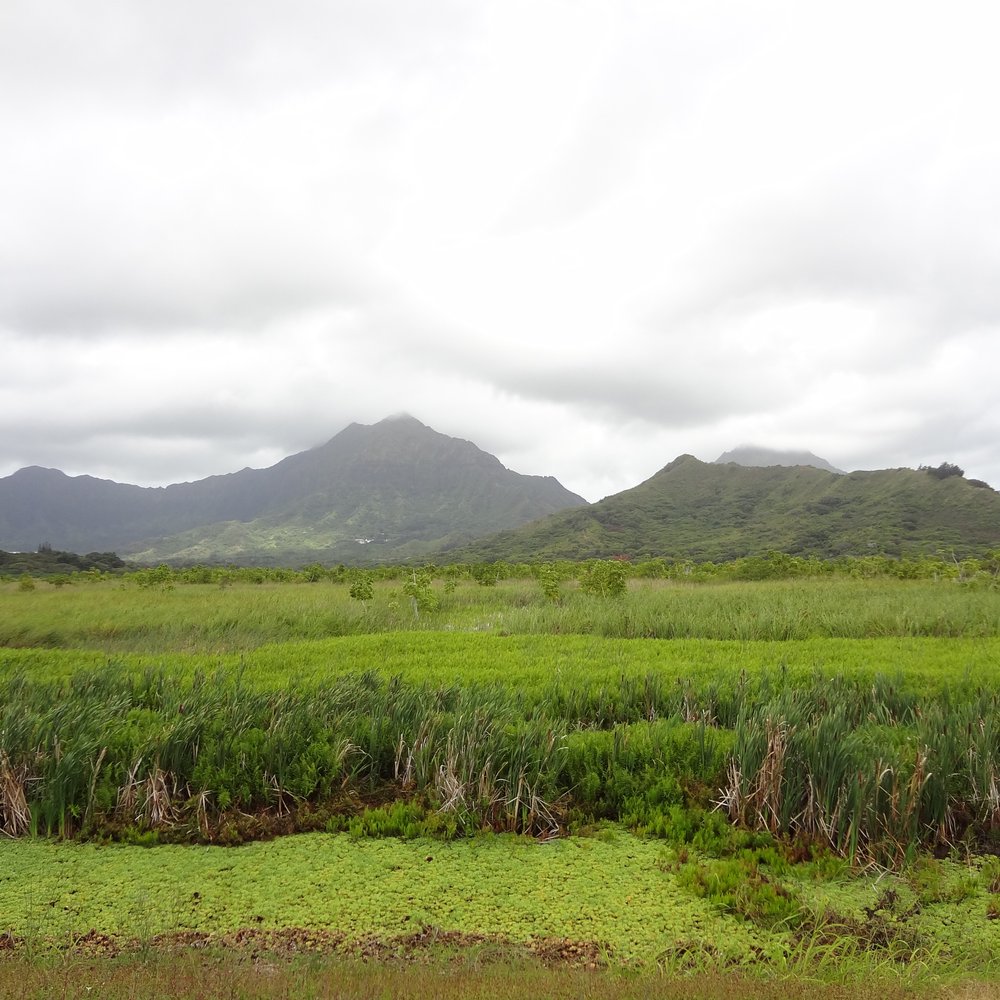 Kawainui Marsh Trail - Hiking Near Me - Kailua, Hawaii