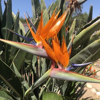 Strathearn Historical Park & Museum - Bird of paradise flower - Landmarks & Historical Buildings Near Me - Simi Valley, California Strathearn Historical Park & Museum - Bird of paradise flower - Landmarks & Historical Buildings Near Me - Simi Valley, California