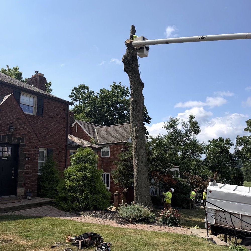 Sidelines Tree Service - Tree Services Near Me - Oakdale, Pennsylvania
