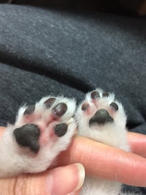 dog grooming north york