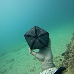 North Shore Dive Shop - Cushion starfish