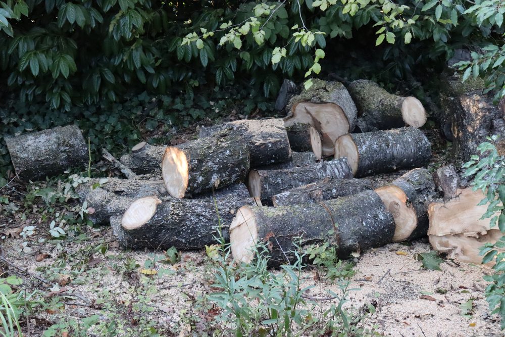 PDX Tree Service - tree service in Oregon City, OR