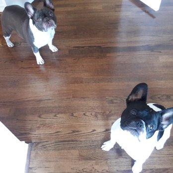 WAG-N-TRAIN - Einstein and Petunia - Pet Sitting Near Me WAG-N-TRAIN - Einstein and Petunia - Pet Sitting Near Me
