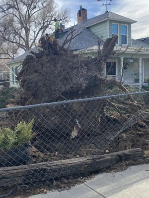 Tree Removal - Tree Removal Tree Removal - Tree Removal
