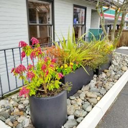 Northgate Veterinary Clinic - Flower pots in front of the building