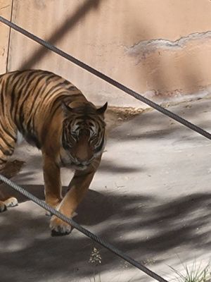 ABQ BioPark Zoo by null