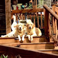 Hidden Acres Farms Dog Boarding - Welcome to our Home
