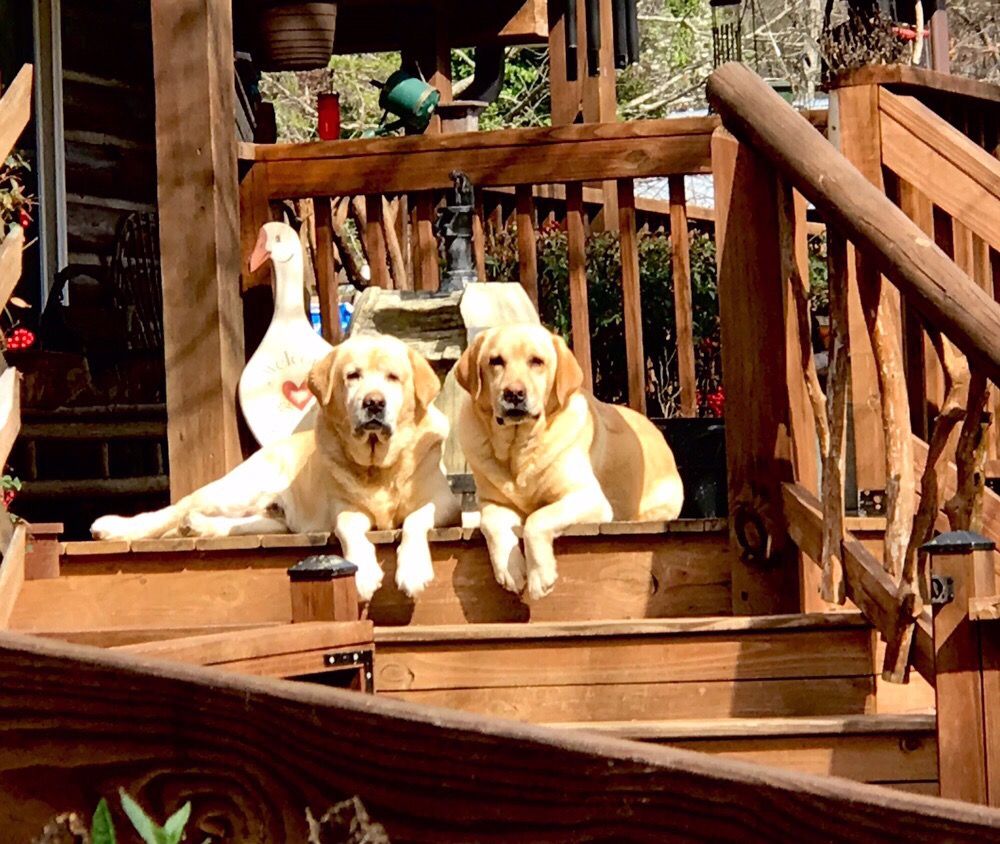 HIDDEN ACRES FARMS DOG BOARDING Updated September 2024 13 Photos