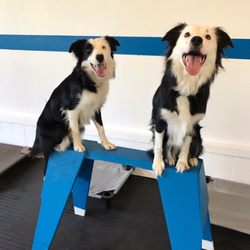 The Upbeat K9