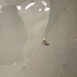 Roach
