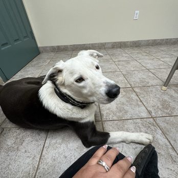 Village Oak Veterinary Hospital - Diesel 3 yrs 8 month old male border collie waiting for sister - Veterinarians Near Me - Modesto, California Village Oak Veterinary Hospital - Diesel 3 yrs 8 month old male border collie waiting for sister - Veterinarians Near Me - Modesto, California