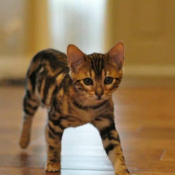 Mighty Bare Sphynx - Brown Marble Kitten- TnM Bengals - Pet Breeders Near Me Mighty Bare Sphynx - Brown Marble Kitten- TnM Bengals - Pet Breeders Near Me