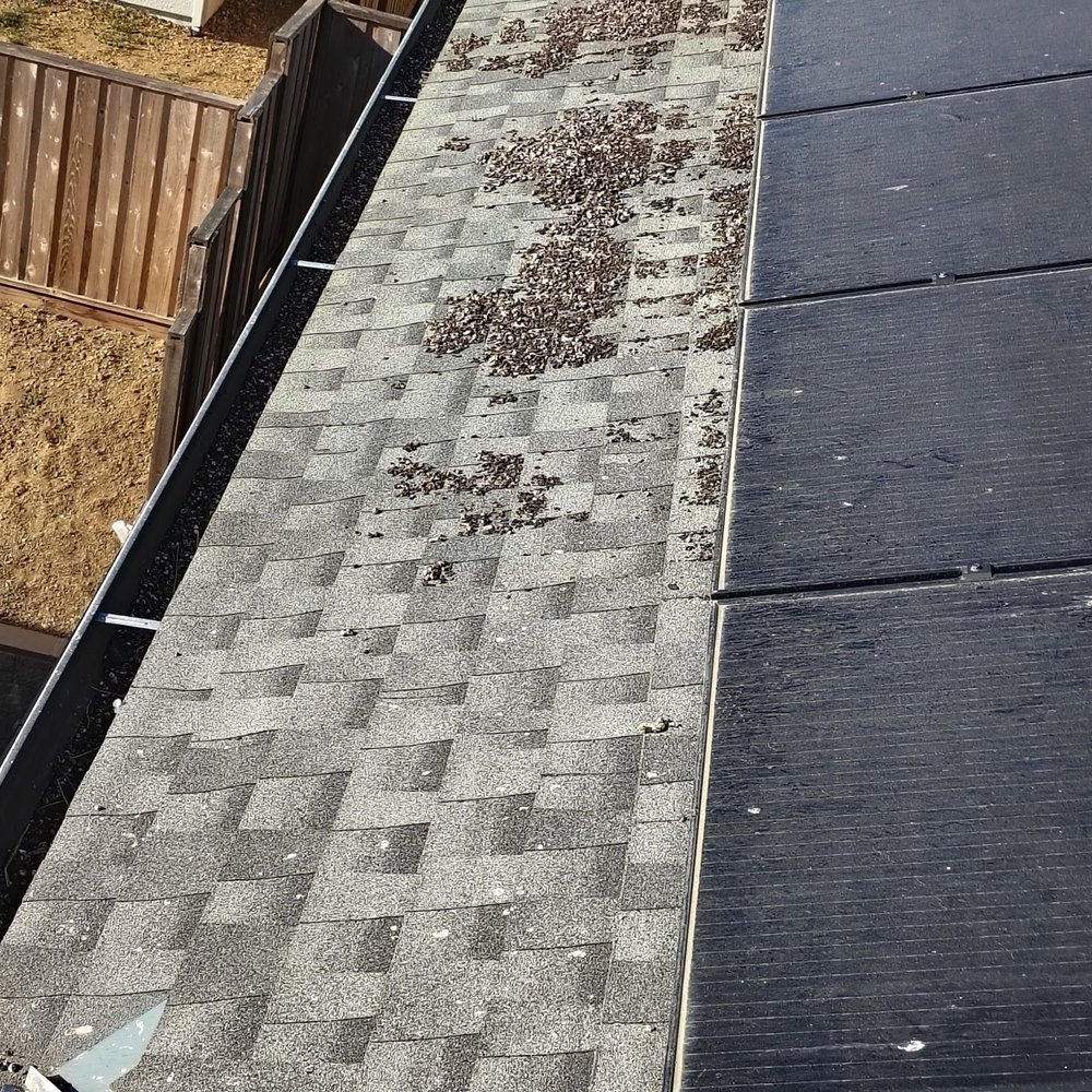 Lukas Pigeon Removal & Gutter Cleaning - Before - Gutter Services Near Me Lukas Pigeon Removal & Gutter Cleaning - Before - Gutter Services Near Me