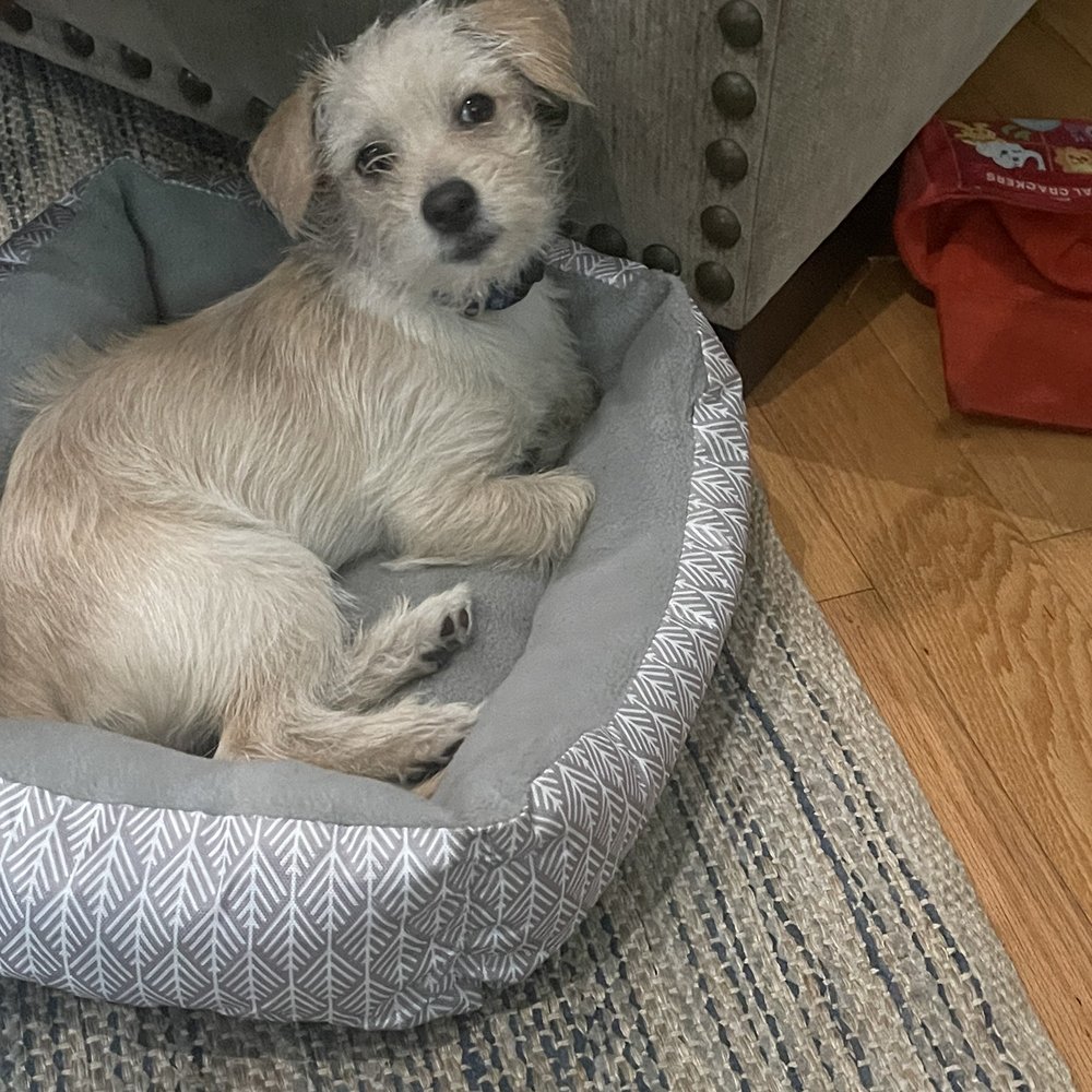 PetSmart - Oliver just chilling - Pet Groomers Near Me - Monrovia, California PetSmart - Oliver just chilling - Pet Groomers Near Me - Monrovia, California