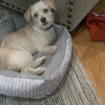PetSmart - Oliver just chilling - Pet Groomers Near Me - Monrovia, California