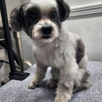Clean Club Mobile Grooming - Pet Groomers Near Me Clean Club Mobile Grooming - Pet Groomers Near Me
