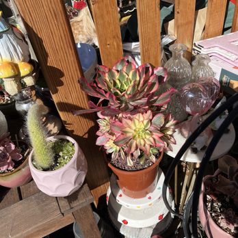 MiMi Nursery - Phantom - Nurseries & Gardening Near Me - Garden Grove, California MiMi Nursery - Phantom - Nurseries & Gardening Near Me - Garden Grove, California