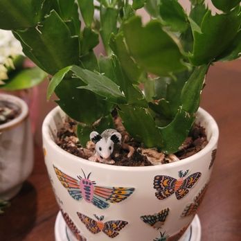 Jungle House - Little plant critter from a decent selection of animals. - Nurseries & Gardening Near Me - Lawrence, Kansas