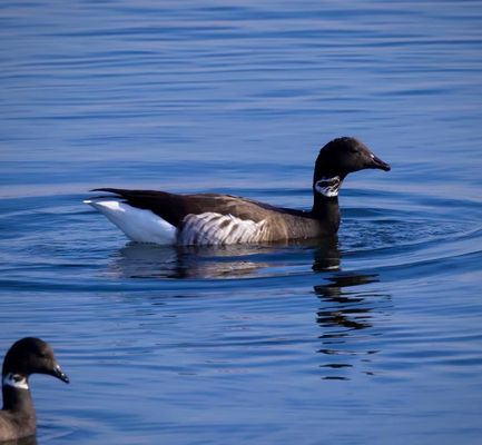 Bolsa Chica Ecological Reserve by null
